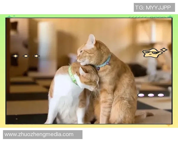 足球明星与他们的宠物狗猫共度快乐时光的温馨故事 足球明星与他们的宠物狗猫共度快乐时光的温馨故事